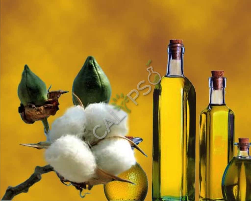 Acquista 100% PURE MORINGA Olio essenziale per la pelle